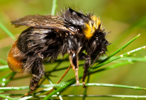Nationale Bijentelling: bijen en tellers trotseren barre weersomstandigheden